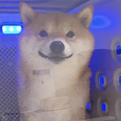 Mein Scheiss Hund Gniesbert