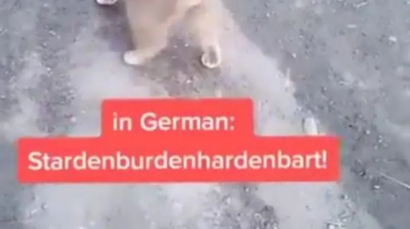 Stardenburdenhardenbart