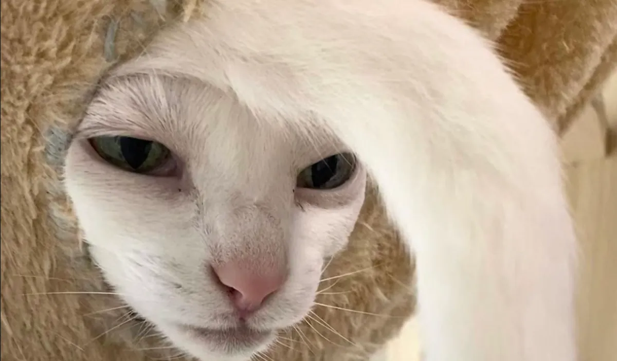 The Nefarious Anglerfish