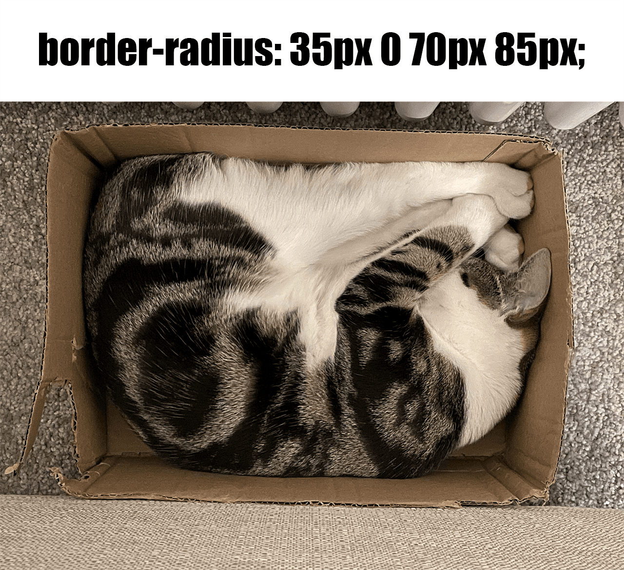 borderRadiusCat